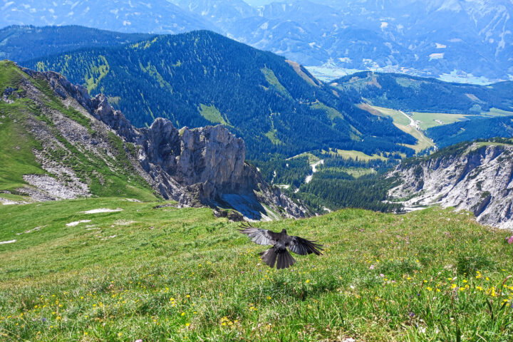 Dohle. Foto: Martina Friesenbichler