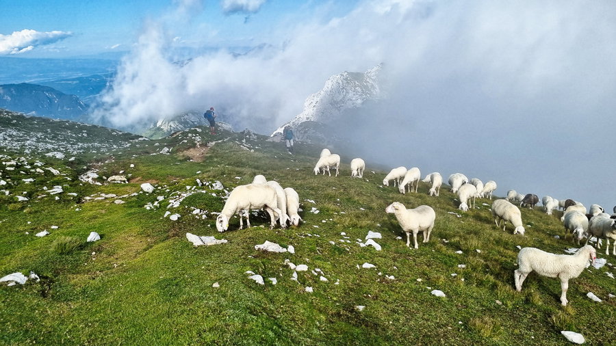 Schafe am Hochstuhl. Foto: Martin Heppner