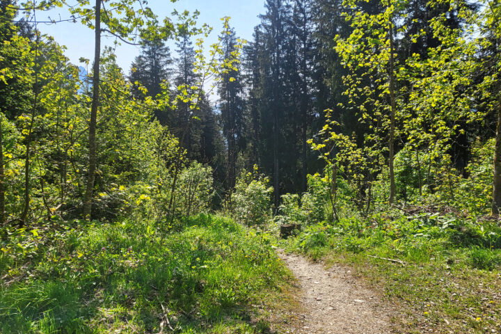 Der Wanderweg zwischendrin, meist sehr angenehm zu gehen 1. Foto: Anna, POW AT
