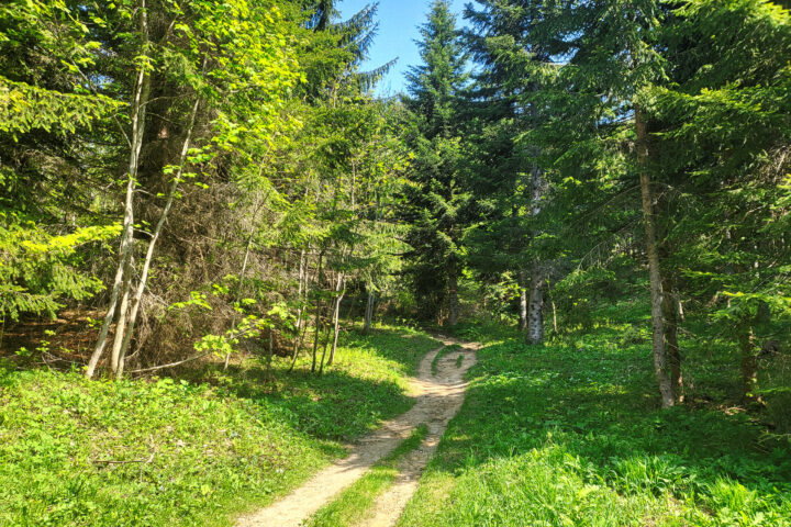 Der Wanderweg zwischendrin, meist sehr angenehm zu gehen 3. Foto: Anna, POW AT