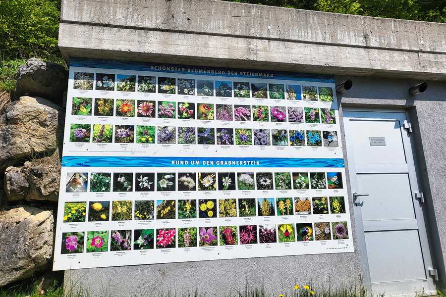 Am Weg zur Grabneralm bekommt man viele schöne Blumen zu sehen. Für den Fall, dass nicht alle bekannt sind, gibt es am Wegesrand eine Tafel, die alle Pflanzen zeigt. Foto: Anna, POW AT