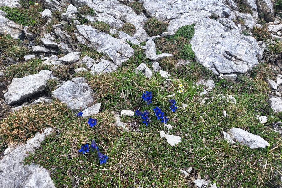 Enzian sieht man im Sommer hier viel! Foto: Anna, Protect Our Winters Austria (POW AT)