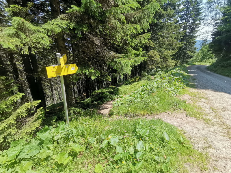 Waldweg Richtung Hocheck. Foto Veronika Schöll