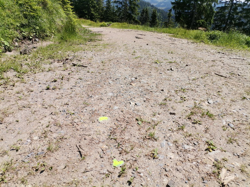 Folge den gelben Punkten, solange sie noch da sind. Foto Veronika Schöll