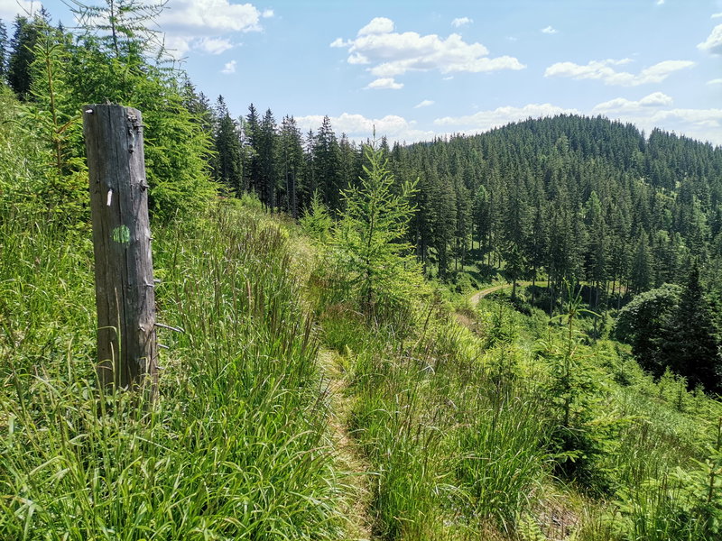 Gelbe Punkte.... Foto Veronika Schöll