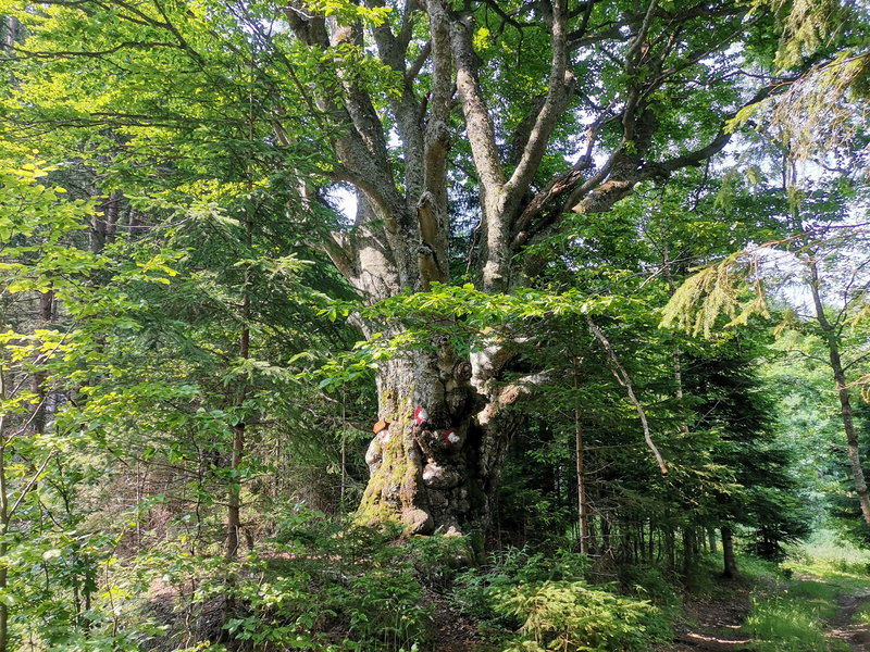 Baummethusalem. Foto Veronika Schöll