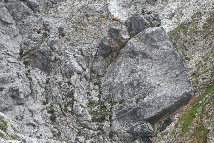 Wo ist die Gämse – und wie kam sie da rauf? Foto: Karl Plohovich