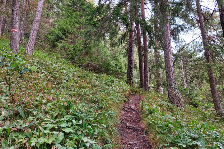 Waldweg mit Markierung. Foto: Alice Frischherz