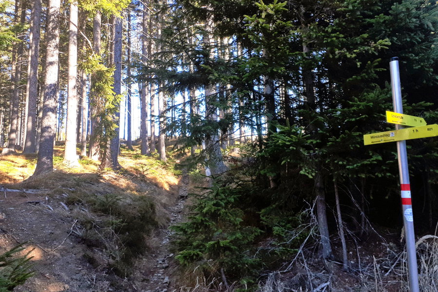 Waldweg statt Forststraße. Foto: Gerold Petritsch