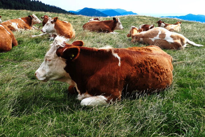 Foto: Gerold Petritsch