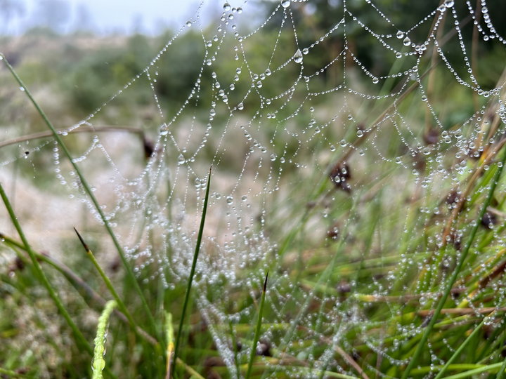 Regentropfenmagie. Foto Veronika Schöll