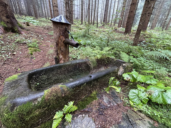 Mystische Stimmung im Luckawald. Fotos Veronika Schöll