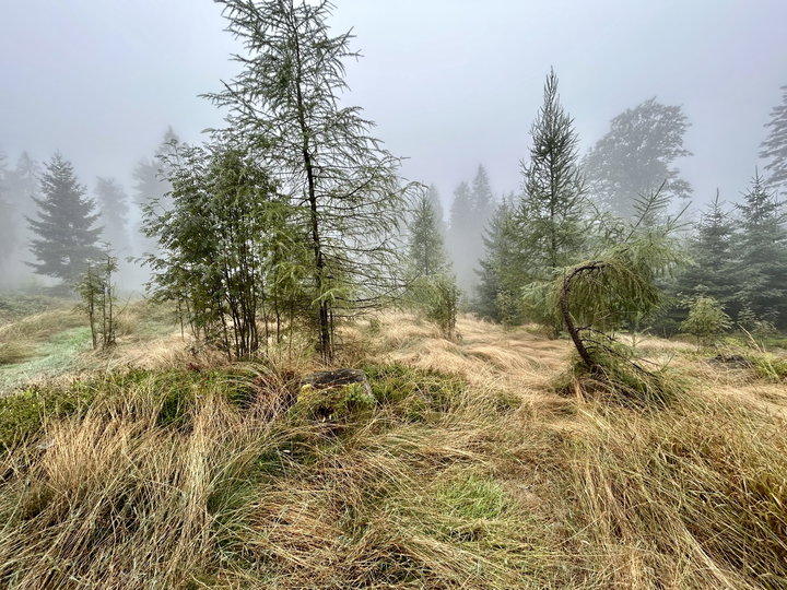 Mystische Stimmung im Luckawald. Fotos Veronika Schöll