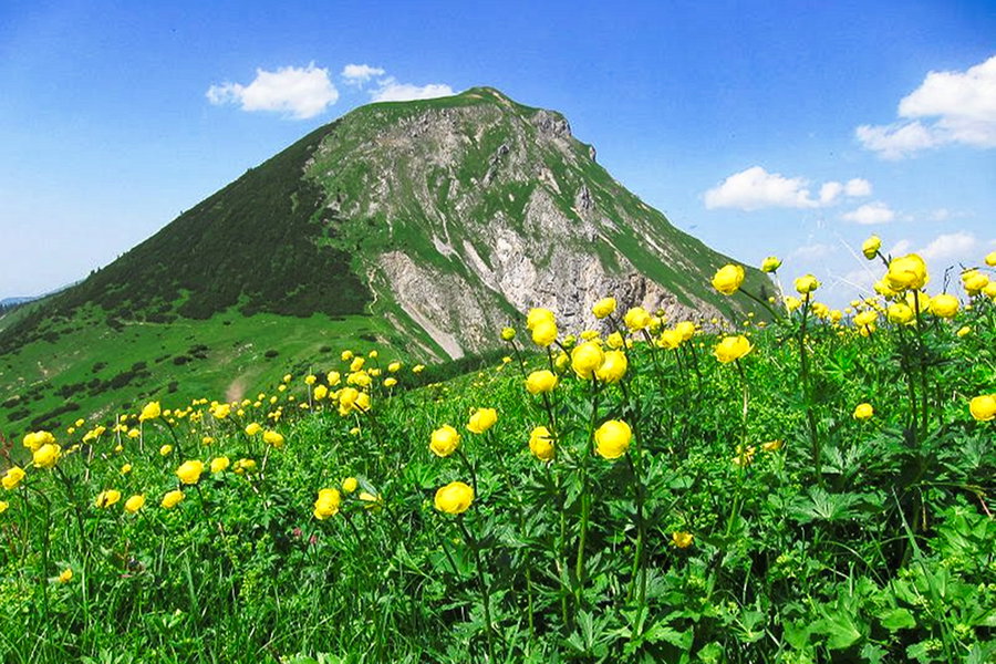 Mahnkopf. Foto: H. Sonntag