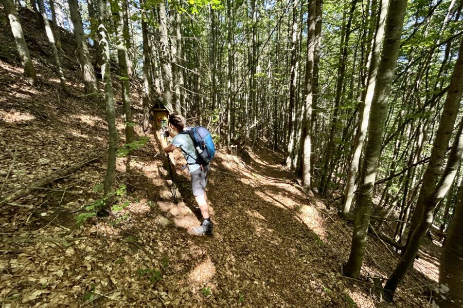 Durch den Wald auf den Senkstein. Foto Veronika Schöll