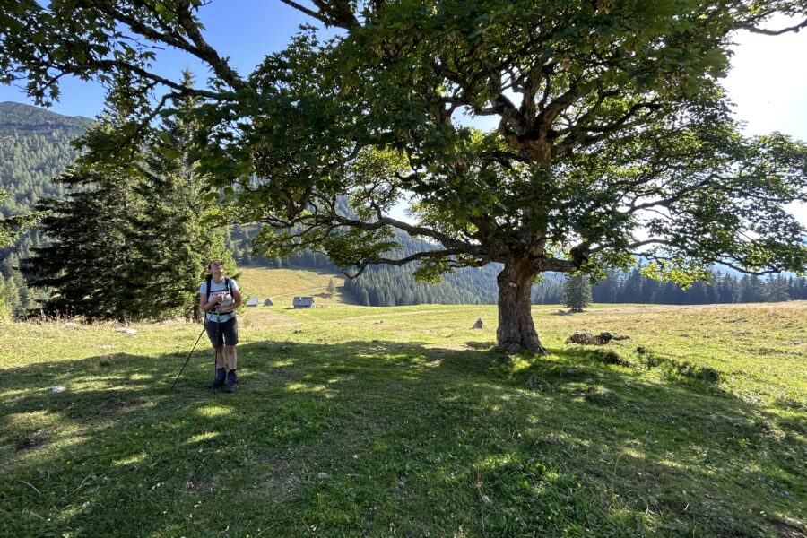 Auf der Sohlenalm. Foto Veronika Schöll