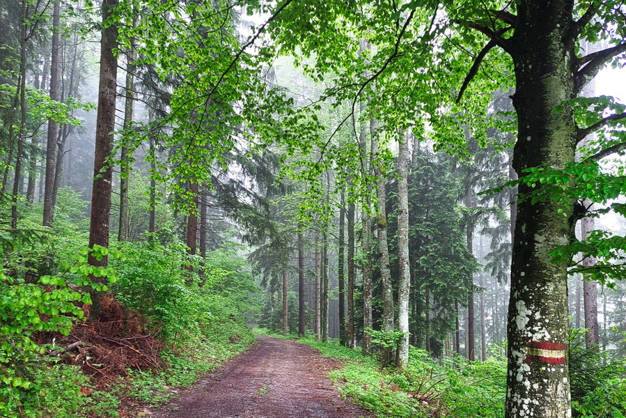 Wanderweg im Wald, kurz nach Weizeben. Foto: Alice Frischherz