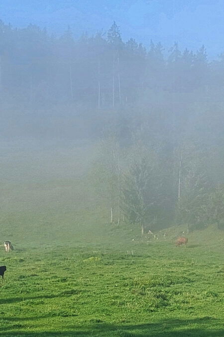 Morgenstimmung auf der Alm. Foto: Alice Frischherz