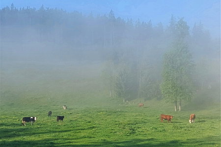 Morgenstimmung auf der Alm. Foto: Alice Frischherz