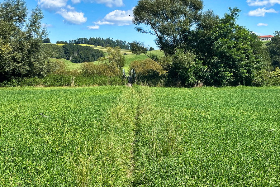 Wiesenweg zum Steg über die Feldaist. Foto: Eva Maria Ginal