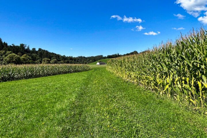 Wiesenweg Richtung Bauernhof