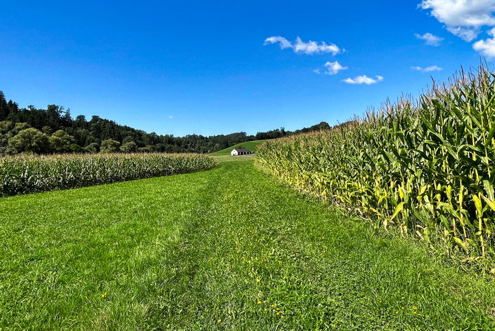 Wiesenweg Richtung Bauernhof