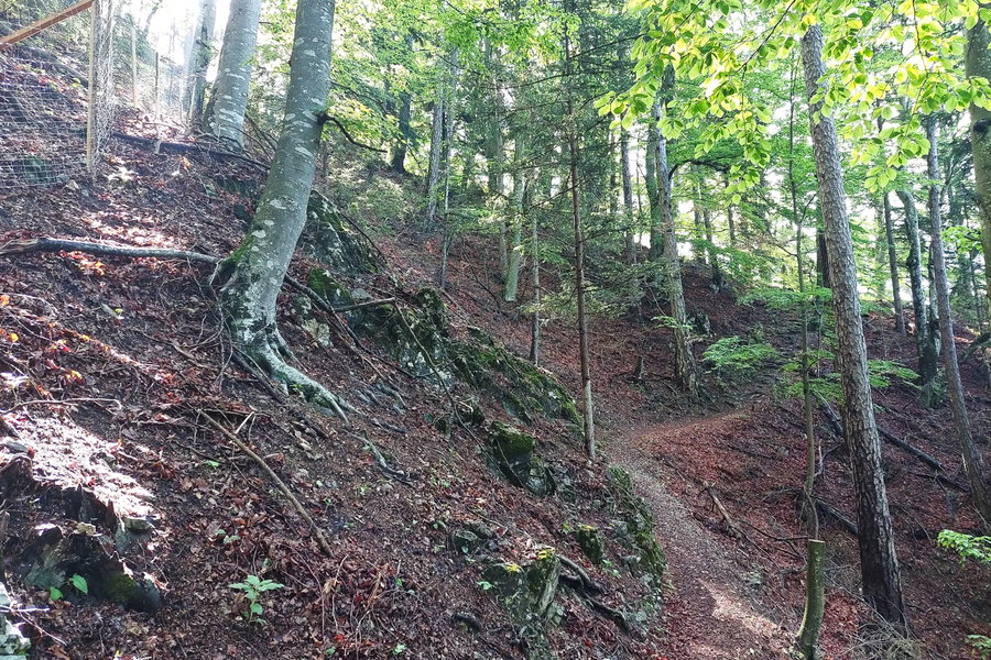 Blick zurück - Den Arzberger Kirchsteig entdeckt. Foto: Alice Frischherz