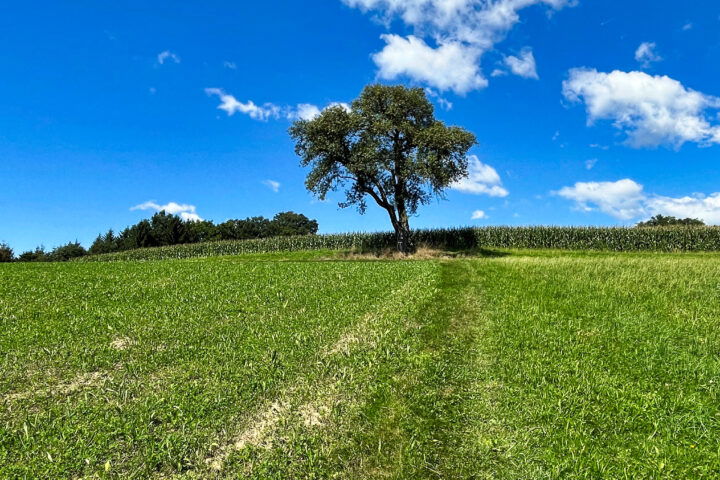 Leicht bergauf bis zum Baum dann links