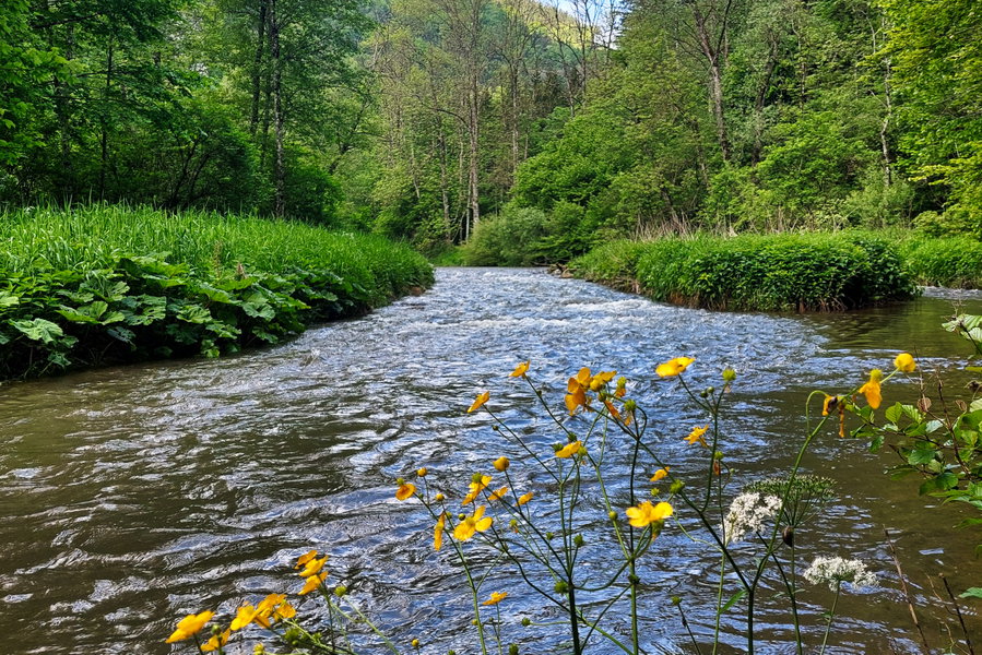Blümchen am Ufer der Raab. Foto: Alice Frischherz