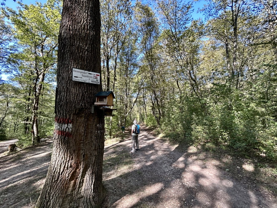 Im Bisamberger Wald. Foto Veronika Schöll