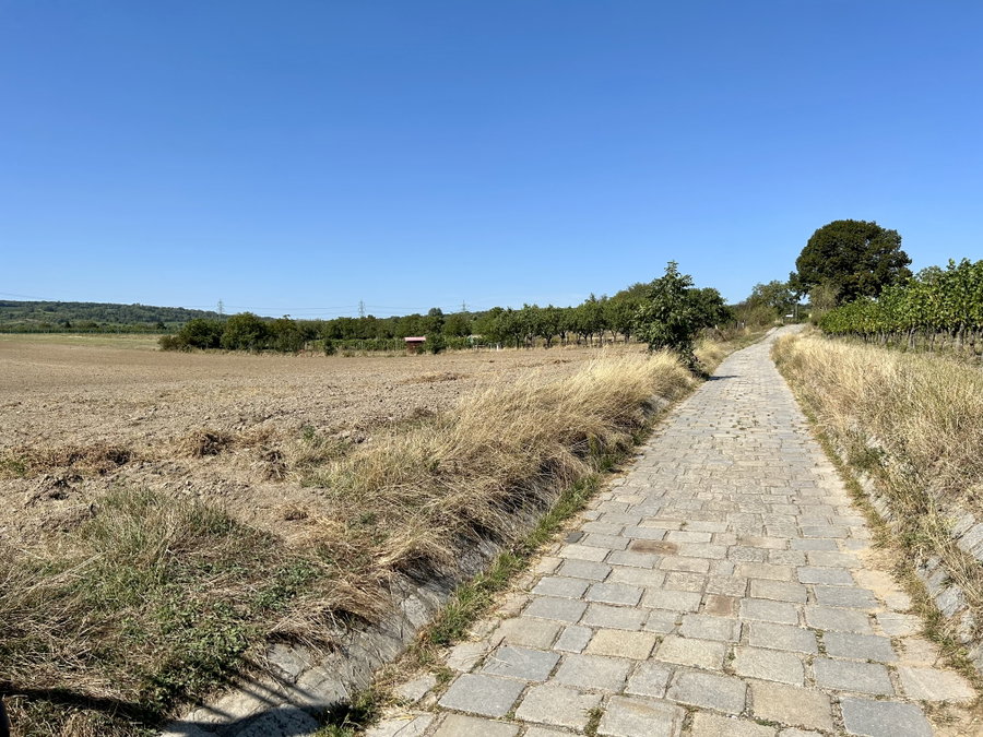 Am Floridsdorfer Weinwanderweg. Foto Veronika Schöll