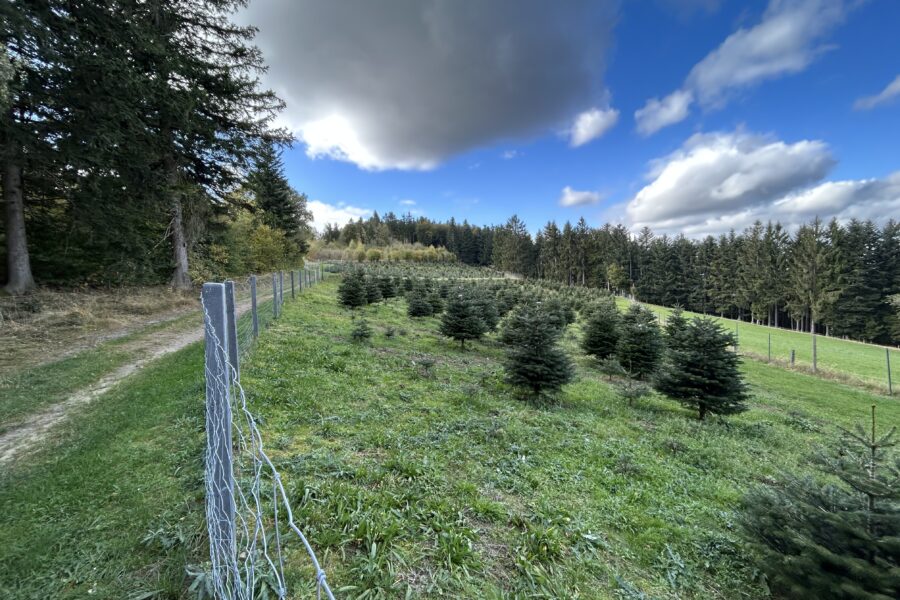 Christbäume vom Jauerling. Foto Veronika Schöll