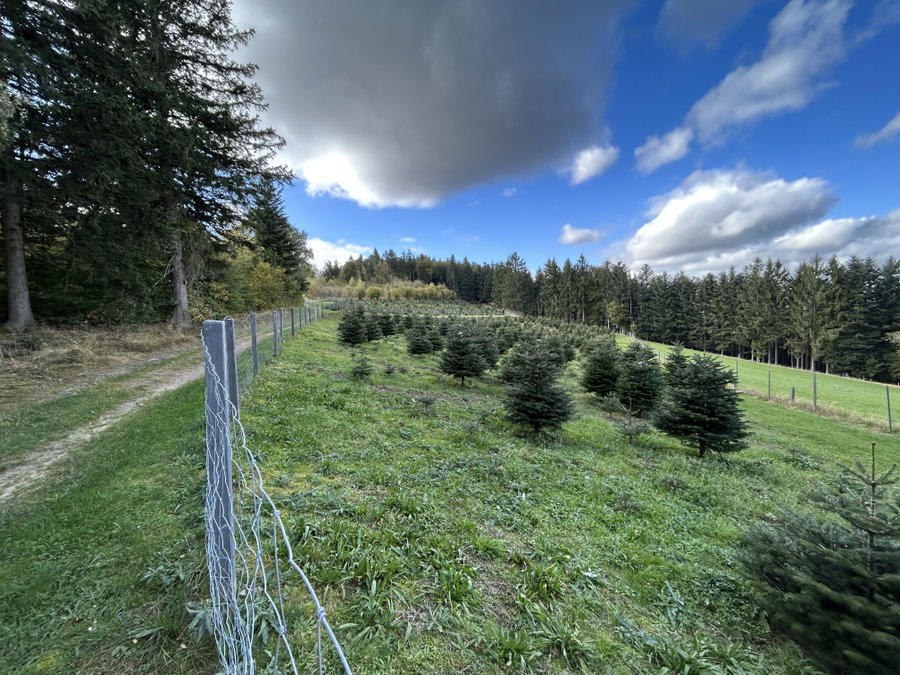 Christbäume vom Jauerling. Foto Veronika Schöll