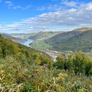 Über den Jauerling, Wein und Christbäume