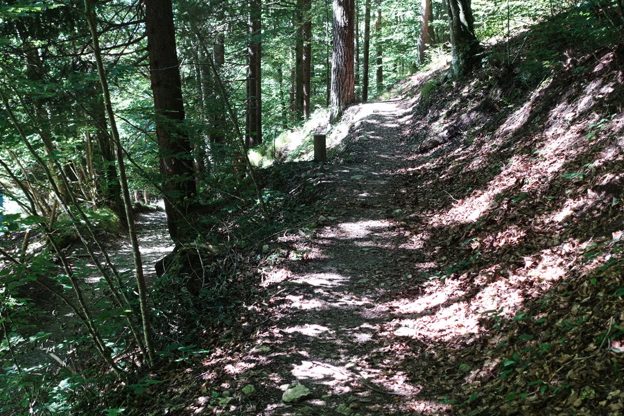 Elfenhain. Foto: Gerold Petritsch