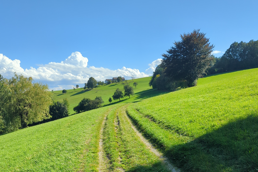 Weg Richtung Haberegg. Foto: Lukas Zeilerbauer