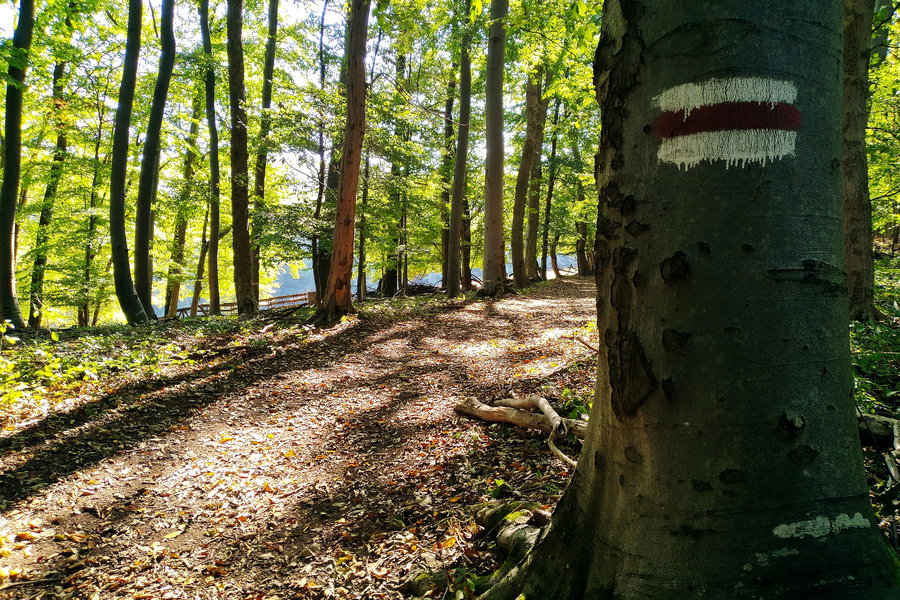 Schöner und schattiger Laubwald. Foto: Stephan Palecek