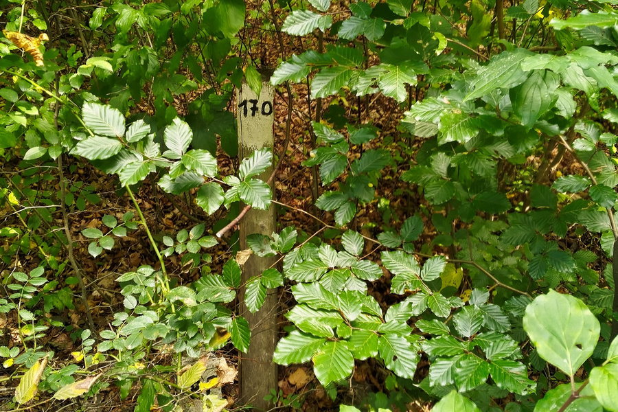 Markierung 170 im Gebüsch. Foto: Stephan Palecek