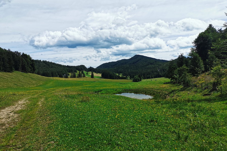 Rückblick bevor die Weide verlassen wird. Foto: Sonja Wesely