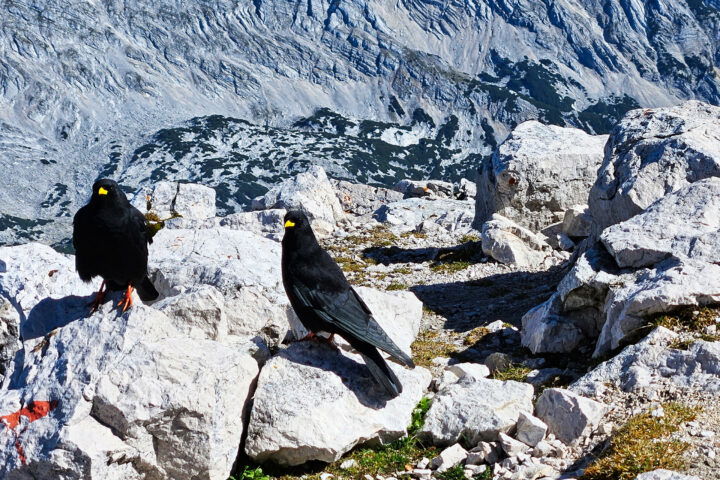 Zwei Bergdohlen. Foto: Mario Viehböck