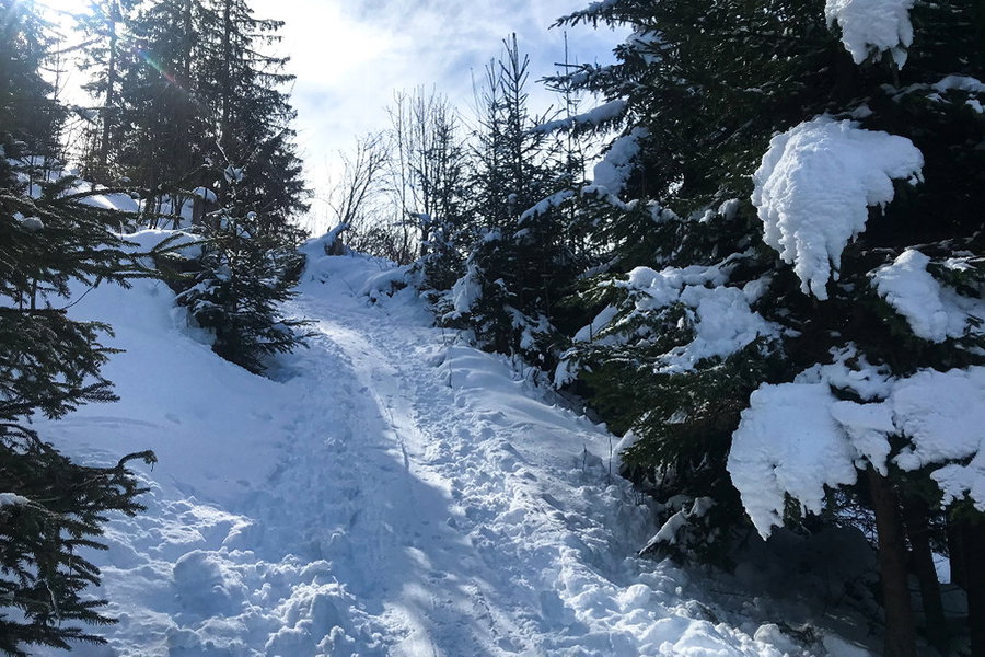 Aufstiegsspur durch einen frisch verschneiten Mischwald. Foto: David Kurz