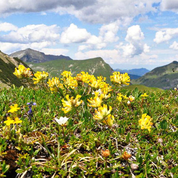 Schafreiter und Fleischbank. Foto: A. Heufelder
