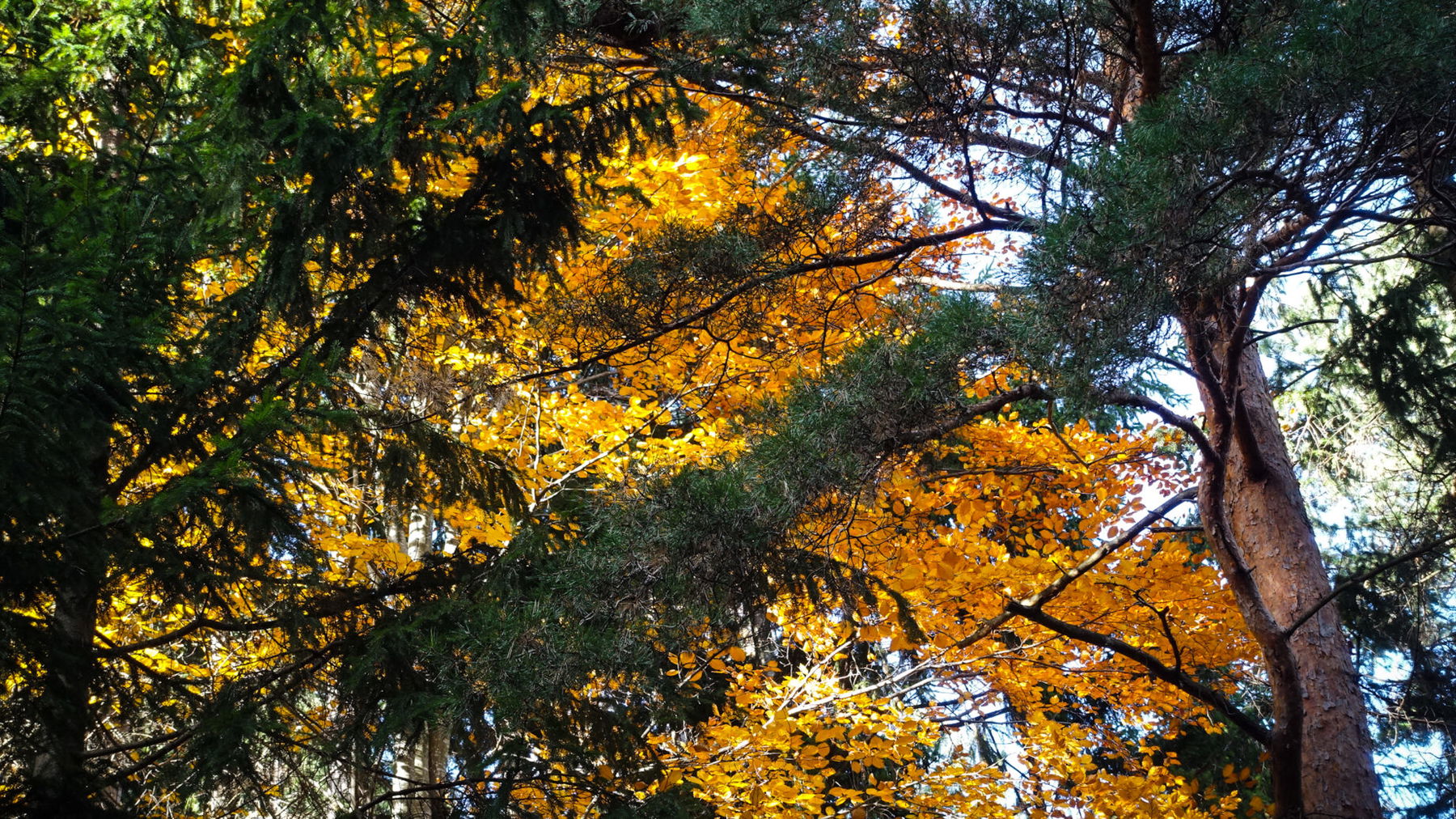 Herbststimmung. Foto: Gerold Petritsch