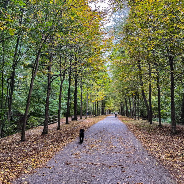 Die Schwarzenbergallee. Foto Birgit Matzinger
