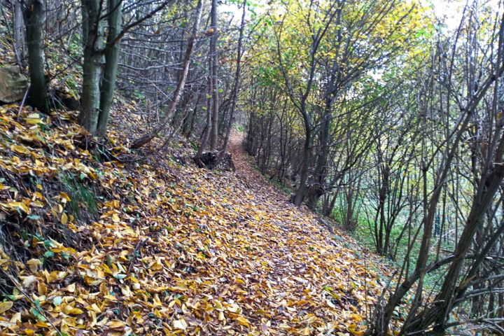 Foto: Veronika Lehner