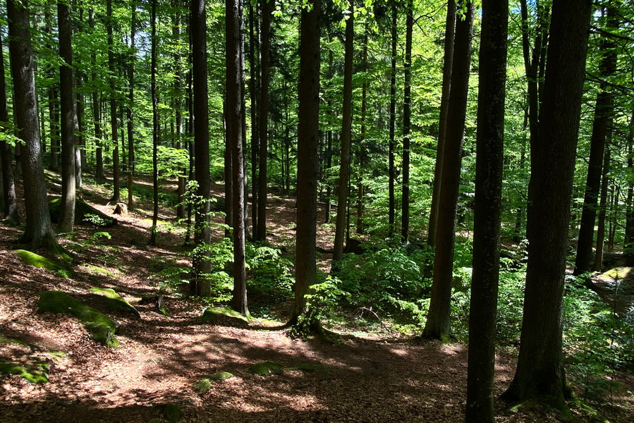 Schöner Laubwald im unteren Teil der Tour. Foto: Peter Backé