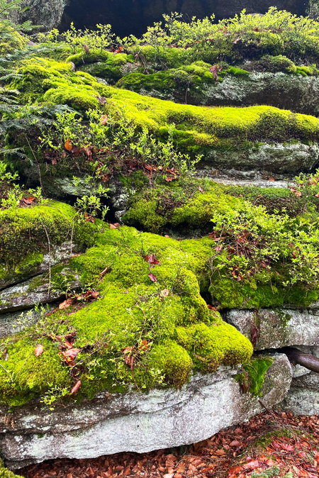Moosbewachsene Felsen am Kleinen Bärenstein. Foto: Peter Backé