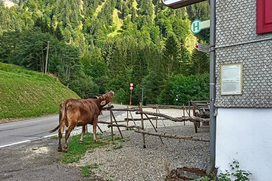 Tierische Gesellschaft an der Bushaltestelle. Foto: Norman und Lisa