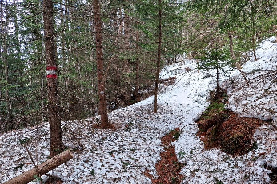 Wald-Wanderweg zum Brandanger. Foto: Alice Frischherz