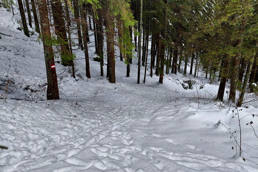 Abstieg durch den verschneiten Wald. Foto: Alice Frischherz
